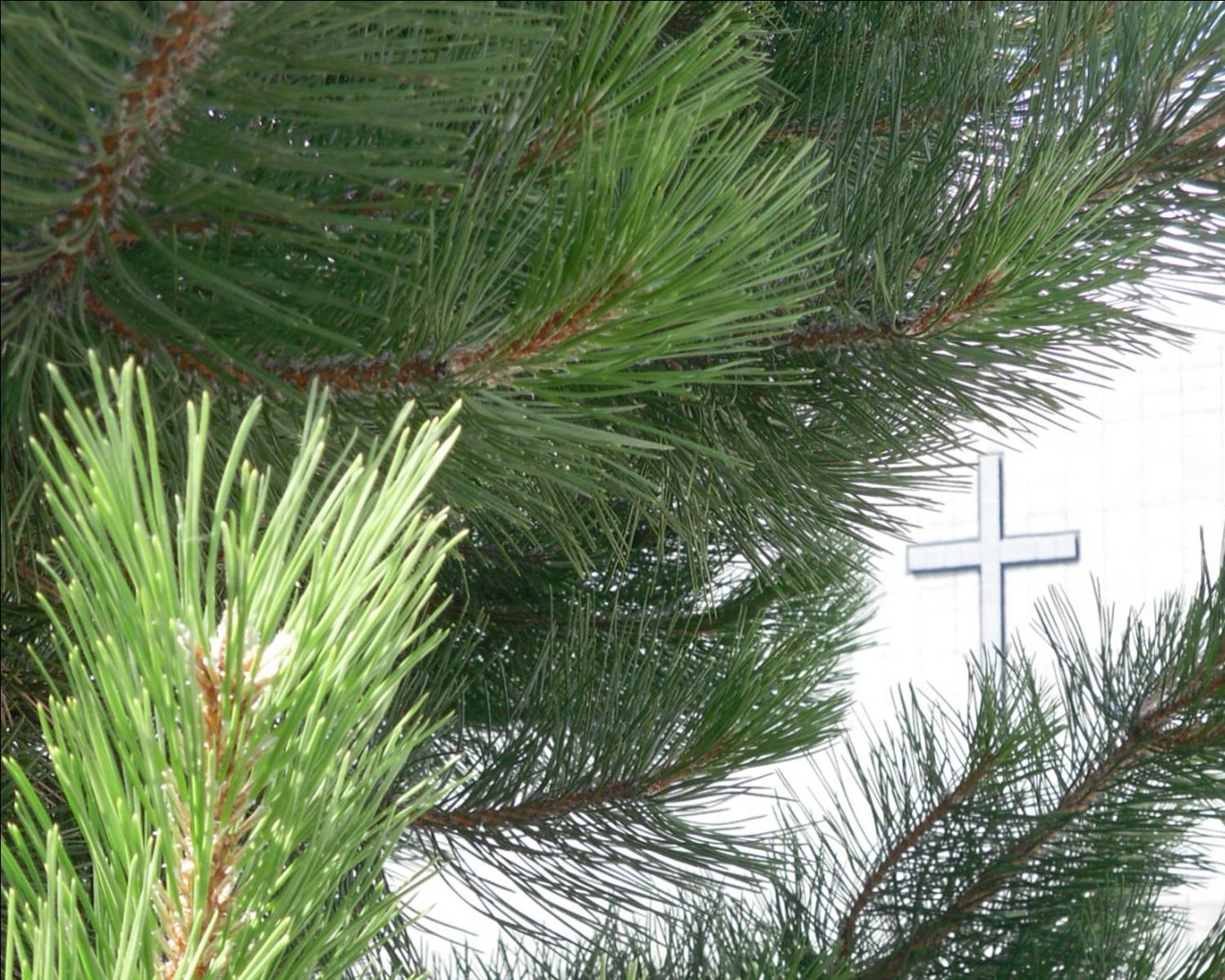 image of pine boughs and cross
